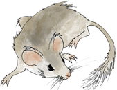 Neotoma logo