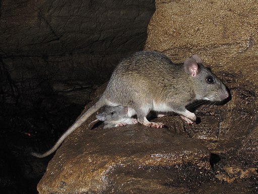 Image of a packrat